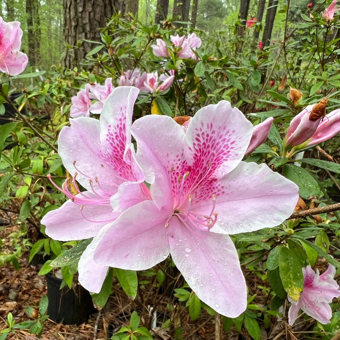 George Tabor Azalea 3 George Tabor Azalea - Image 3