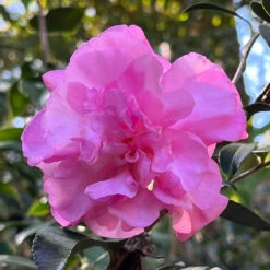 Stephanie Golden Camellia Sasanqua