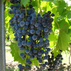 Chambourcin Blue/Black Grape -Pixies Gardens 7a8ee02579966f5001c22f8b8e6d3acf