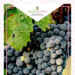 Mars Black Seedless Grape Vine -Pixies Gardens 7db3554f9586b519e4ba3cba583d07b6