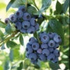 Reka Blueberry Bush