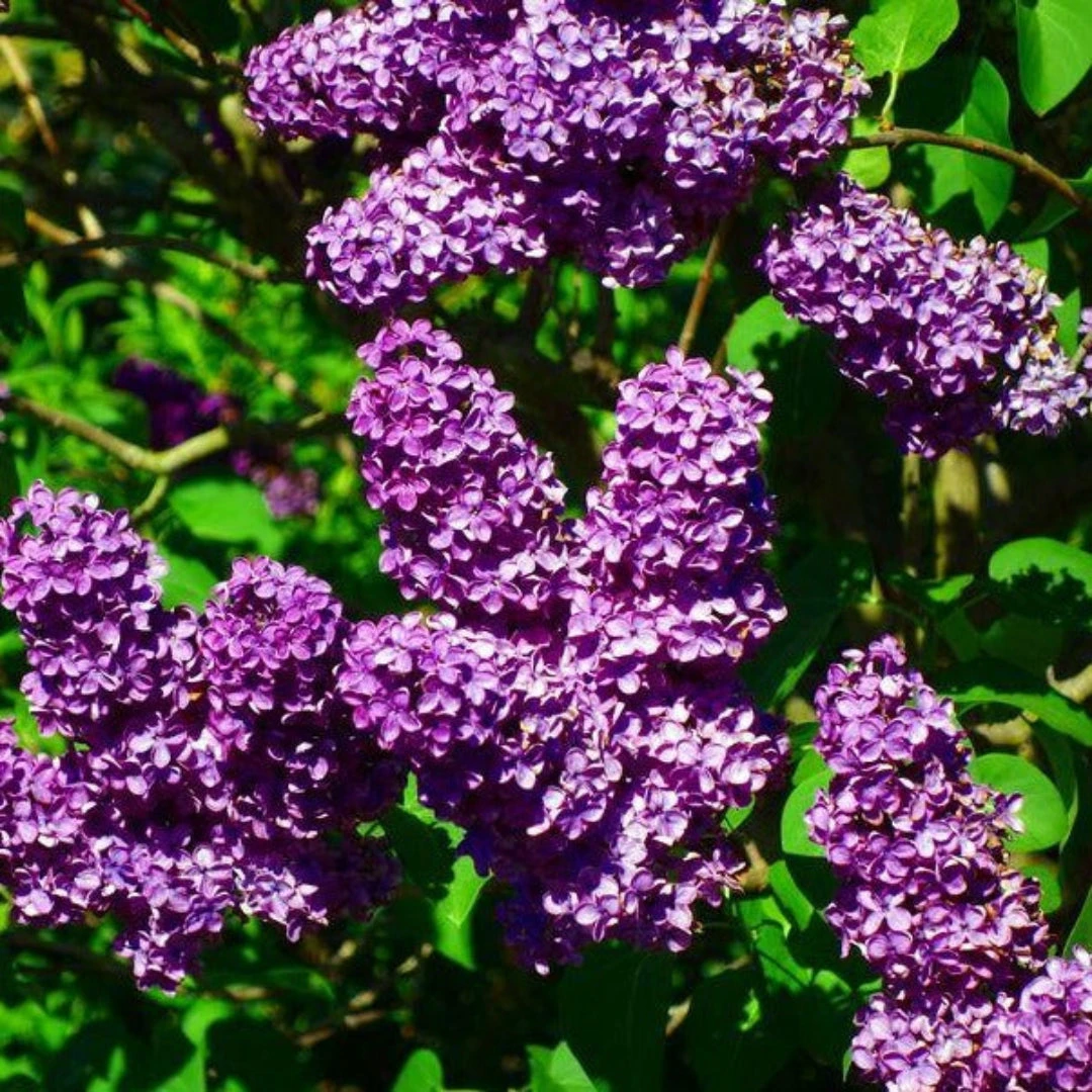 Old Fashioned Lilac 1 Old Fashioned Lilac