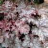 Heuchera 'Amethyst Myst' Coral Bells