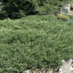 Nick's Compact Juniper 10 Nick's Compact Juniper -Pixies Gardens 8198ip5ougL. AC UF894 1000 QL80