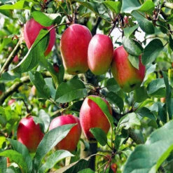 Anna Apple Trees -Pixies Gardens 81kVmLqbbyL