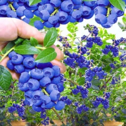 Reka Blueberry Bush 12 Reka Blueberry Bush -Pixies Gardens 81nLR9HRvKL. AC SL1389