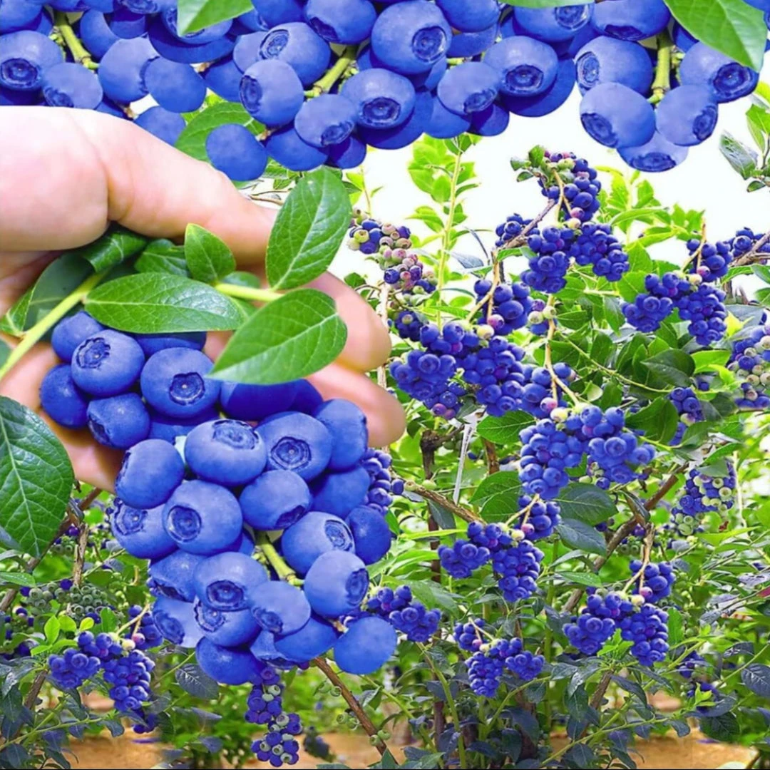 Reka Blueberry Bush 6 Reka Blueberry Bush - Image 6