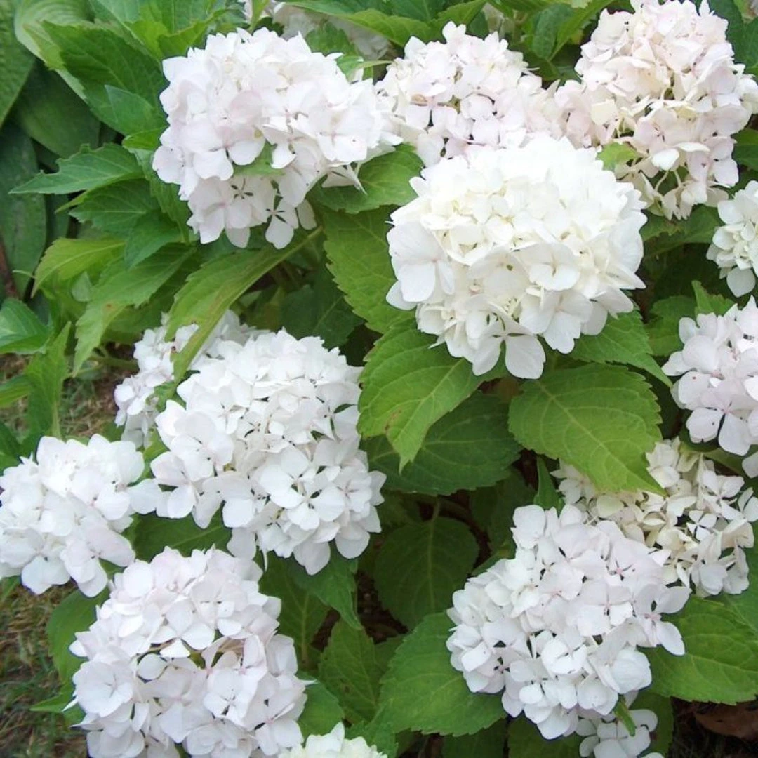 Hydrangea 'Sister Theresa' 2 Hydrangea 'Sister Theresa' - Image 2