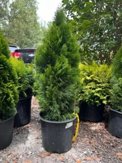 Emerald Green Thuja Arborvitae
