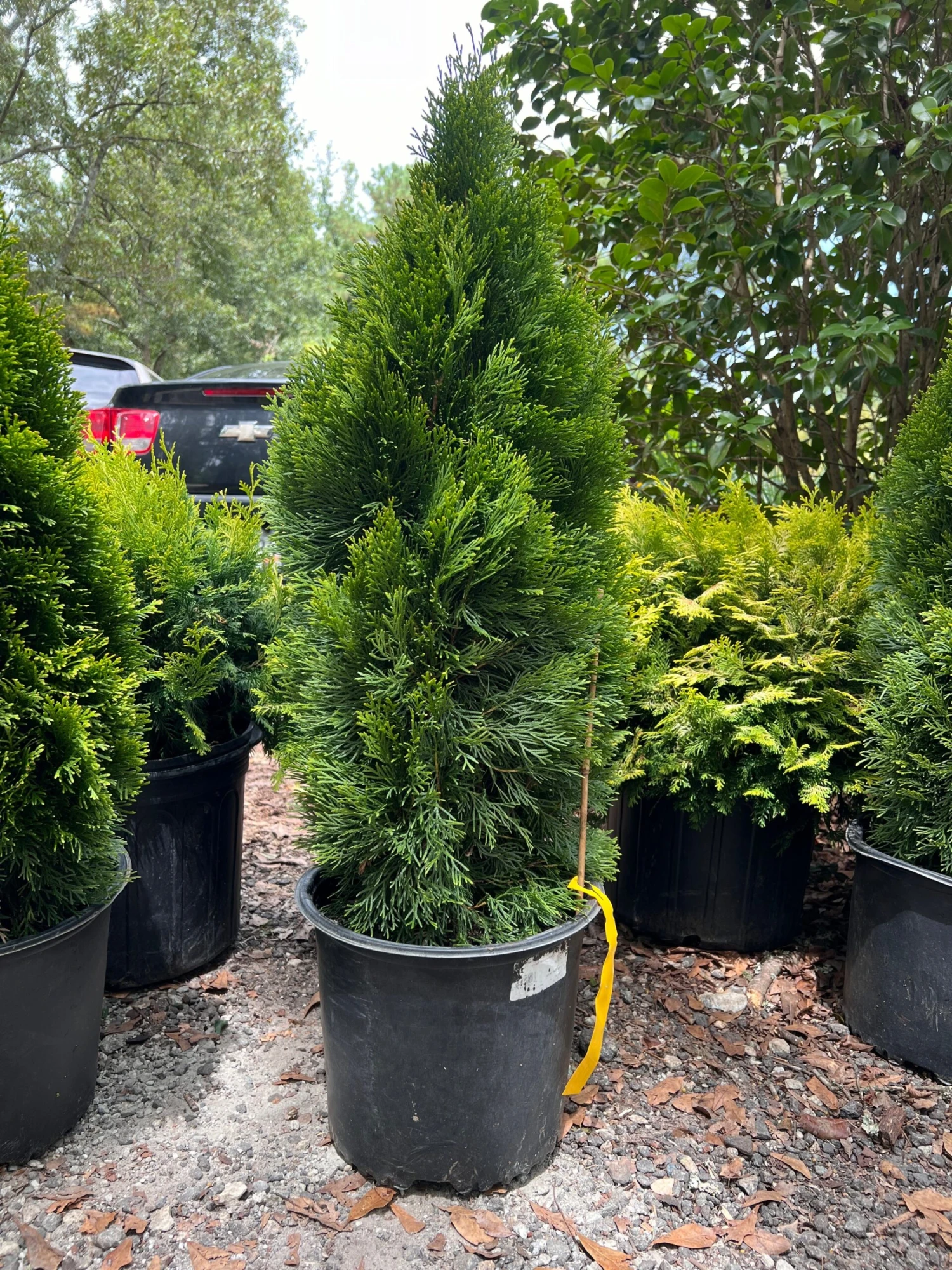 Emerald Green Thuja Arborvitae 1 Emerald Green Thuja Arborvitae
