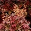 Heuchera Micrantha 'Root Beer' Coral Bells