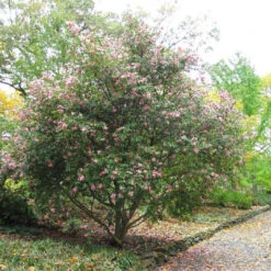 Agnes O. Solomon Camellia -Pixies Gardens 8533357841 a64ae36770 b