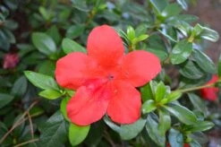 Azalea Bloom N Again Strawberry Kiss