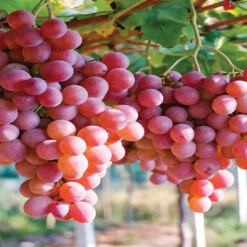 Einset Red Seedless Grape Vine -Pixies Gardens 8613882 01V van zyverden grapes einset seedless