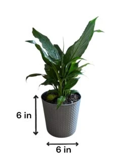 Peace Lily (Live Indoor Plant) -Pixies Gardens 86d12e18 2a37 45ed 8b1d 44e43d59c185