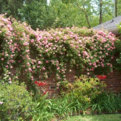 Seven Sisters Rose 12 Seven Sisters Rose -Pixies Gardens 8880