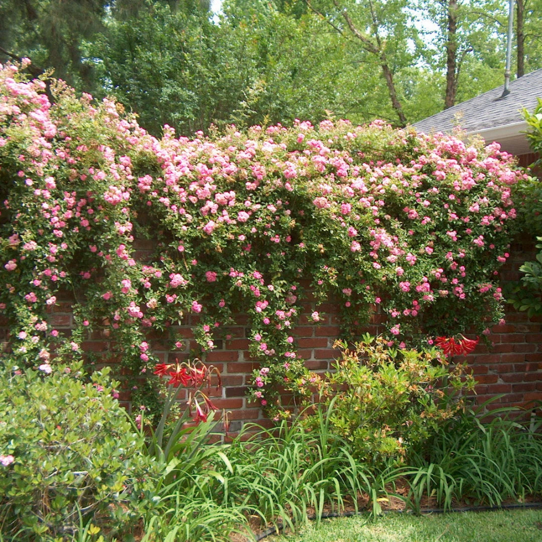 Seven Sisters Rose 4 Seven Sisters Rose - Image 4