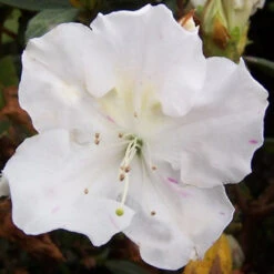 Autumn Lily Encore Azalea -Pixies Gardens 8898 Autumn Lily Encore Azalea