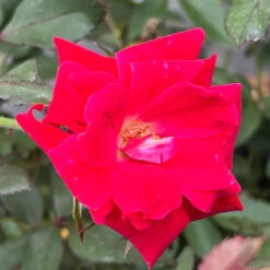 Red Double Knock Out Rose -Pixies Gardens 8DD1D95F BC48 444B 9D48 FAF3DE12D52F