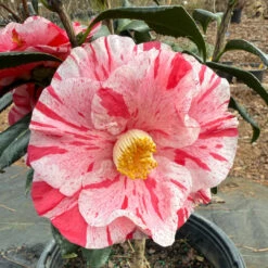 Tricolor Camellia
