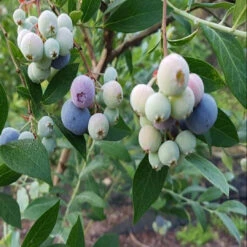 Vernon Blueberry Bush -Pixies Gardens 8 6cef325e c785 4107 93f9 c826f518639e