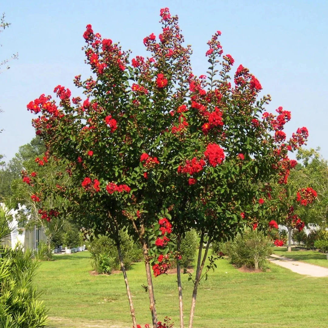Red Rocket Crape Myrtle Tree 2 Red Rocket Crape Myrtle Tree - Image 2