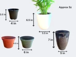 Petra Croton (Live Indoor Plant) 19 Petra Croton (Live Indoor Plant) -Pixies Gardens 8cdf664a 93a8 48ed 9a5b b7fd54068dfa