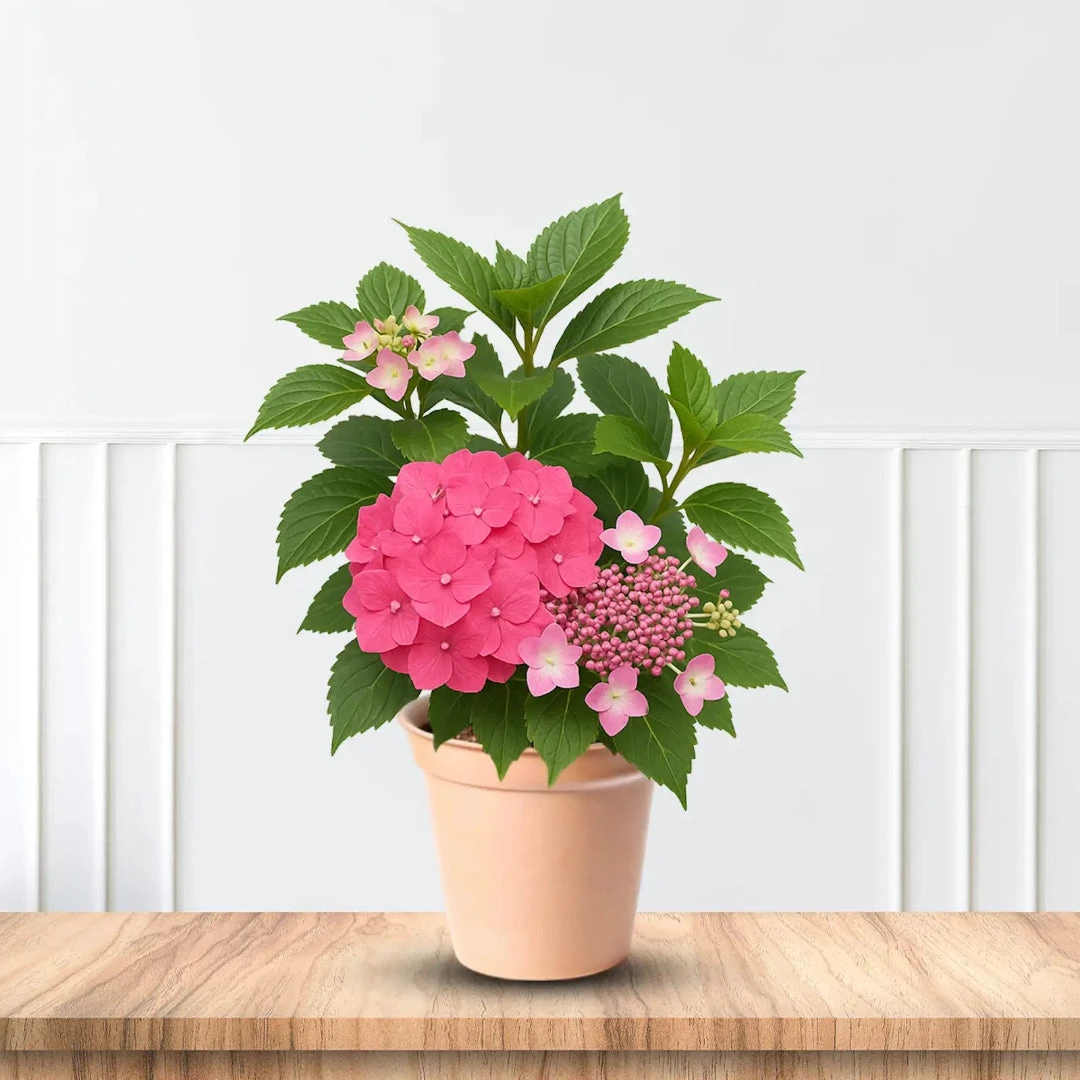 Let's Dance Lovable Hydrangea 7 Let's Dance Lovable Hydrangea - Image 7