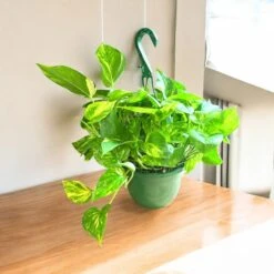 Golden Pothos Hanging Baskets (Live Indoor Plants) -Pixies Gardens 90ce15d5 b191 4c2c acc5 d81335f9a02e