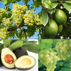 Grapes Variety Pack Of 3 Combo 9 Grapes Variety Pack Of 3 Combo -Pixies Gardens 91Nw2RQkxML. SL1500