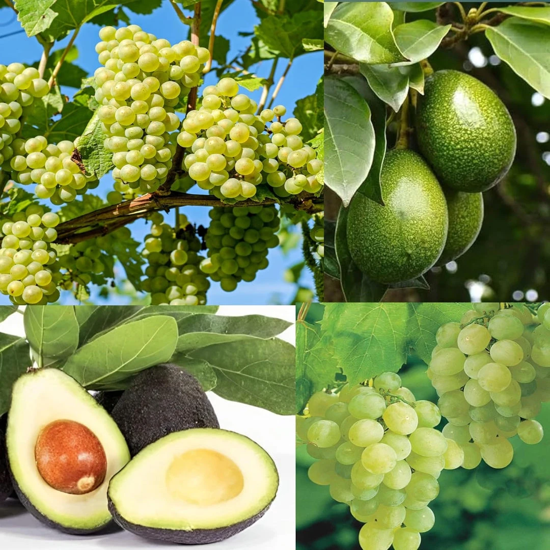 Grapes Variety Pack Of 3 Combo 4 Grapes Variety Pack Of 3 Combo - Image 4