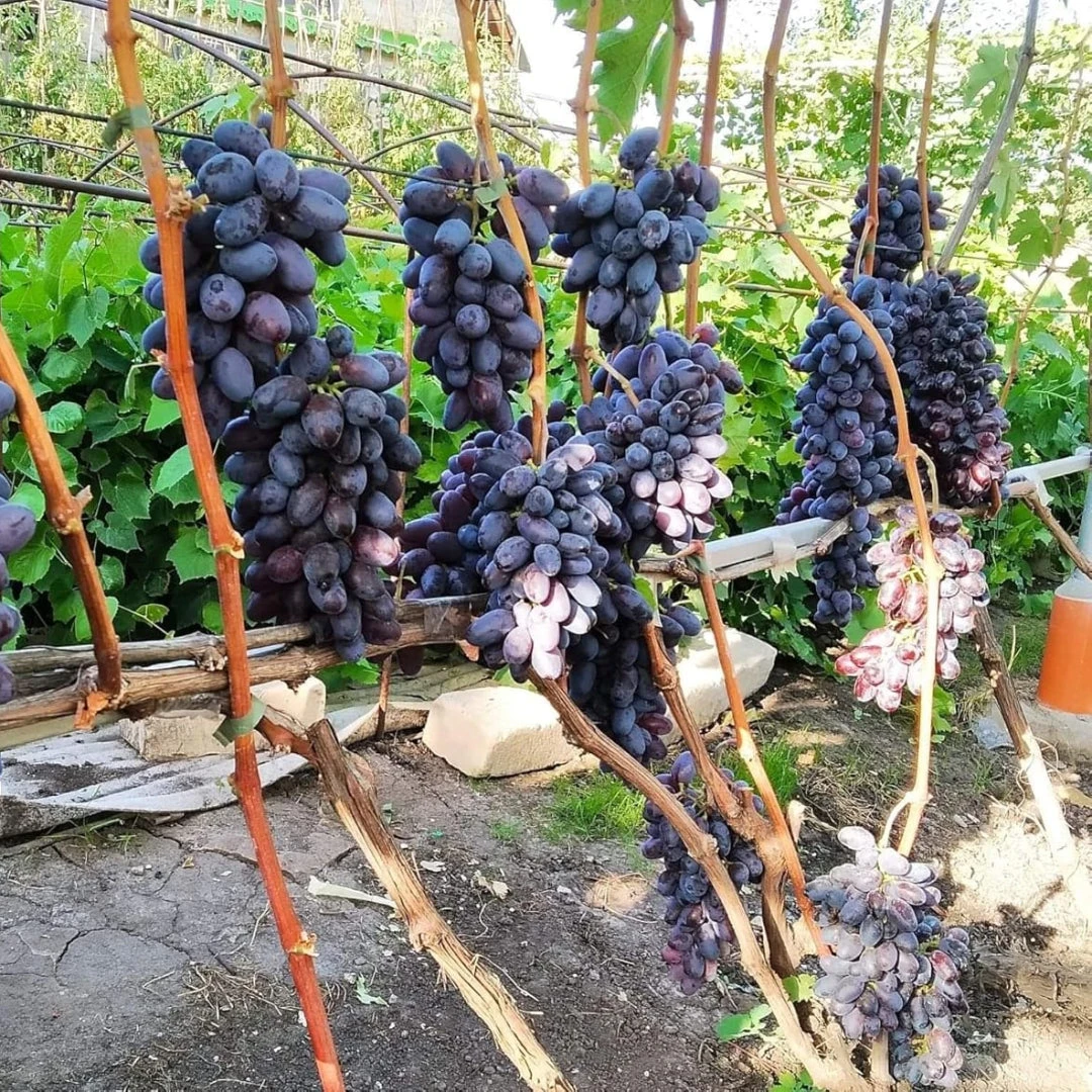 Grapes Variety Pack Of 2 Combo 5 Grapes Variety Pack Of 2 Combo - Image 5