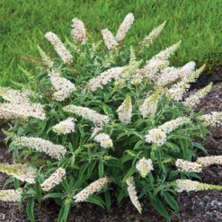 White Profusion Butterfly Bush -Pixies Gardens 92164