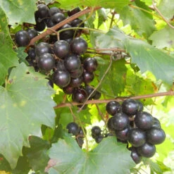 Pam Muscadine -Pixies Gardens 922e539c 587d 42a5 820e cf4f845403f0.88718138ed33690d36e6868b2c1e9f5c