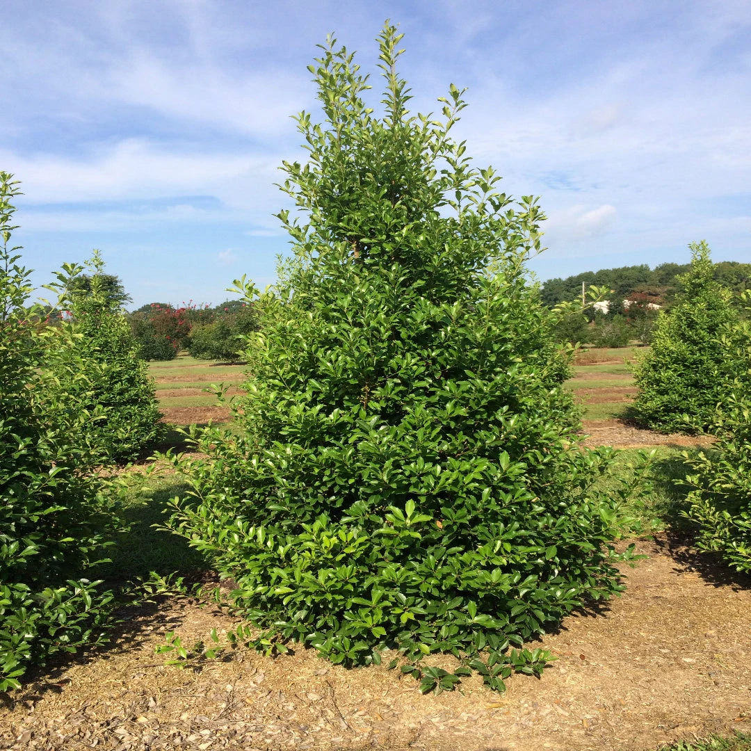 Savannah Holly 2 Savannah Holly - Image 2