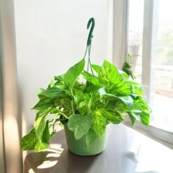 Golden Pothos Hanging Baskets (Live Indoor Plants) -Pixies Gardens 93b92de9 3701 4104 85cf 2bb8fbde5201