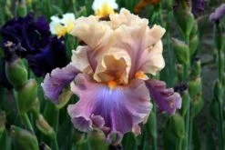 Chasing Rainbows' Bearded German Iris