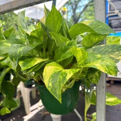 Golden Pothos Hanging Baskets (Live Indoor Plants) -Pixies Gardens 94246c32 290b 4ffb bf7b f2ac848cc61b