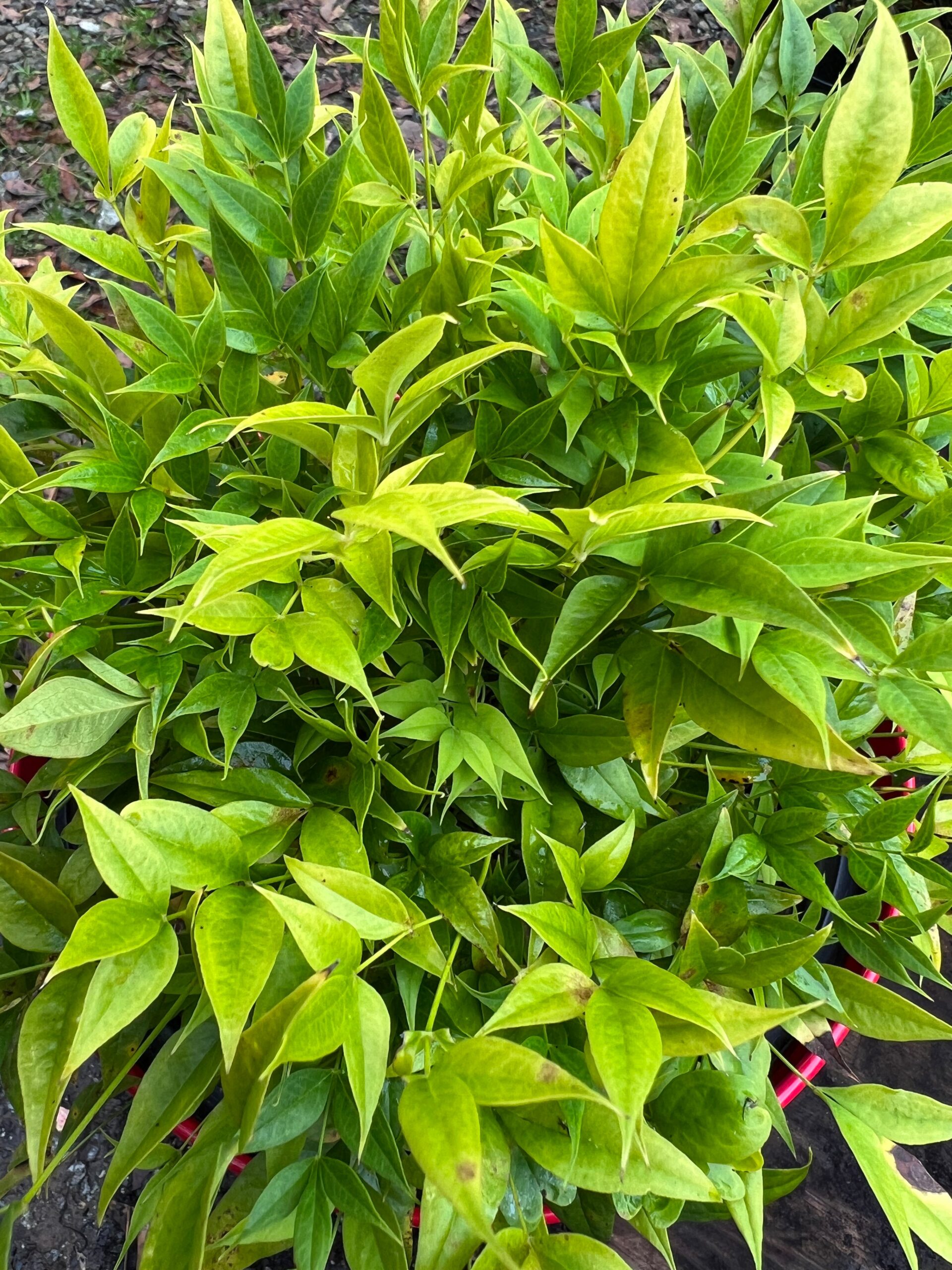 ‘Lemon-Lime’ Nandina 1 ‘Lemon-Lime’ Nandina