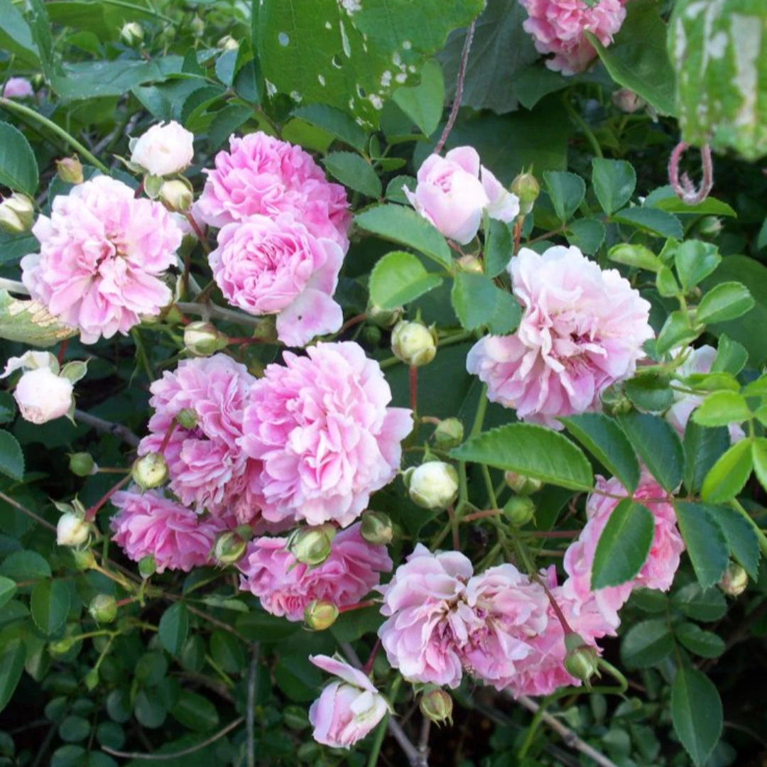 Seven Sisters Rose 3 Seven Sisters Rose - Image 3