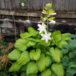Hosta 'Guacamole' Plantain Lily - [EG] -Pixies Gardens 96tsh68lrte71
