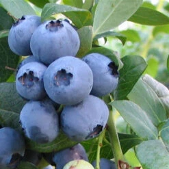 Alapaha Rabbiteye Blueberry Bush -Pixies Gardens 9808 Alapaha Rabbiteye Blueberry