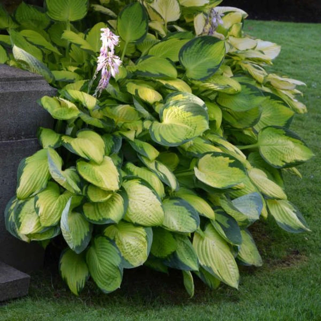 Hosta 'Gold Standard' 4 Hosta 'Gold Standard' - Image 4