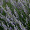 Lavandula X Intermedia 'Provence