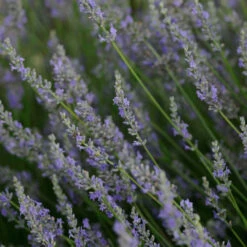 Lavandula X Intermedia 'Provence