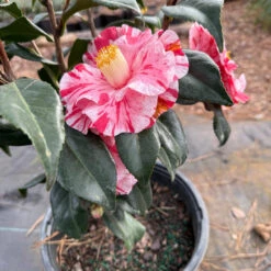 Tricolor Camellia -Pixies Gardens 9AD573E6 6383 40C5 AC91 BC53380E59E9