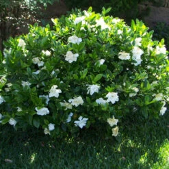 Gardenia (White, Single Blooms 3 Ft Tall) -Pixies Gardens 9CM GARKHA B 1