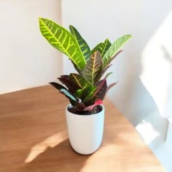 Petra Croton (Live Indoor Plant) 16 Petra Croton (Live Indoor Plant) -Pixies Gardens 9ebfbda6 92fc 4af1 bb0c 105bfccd6403