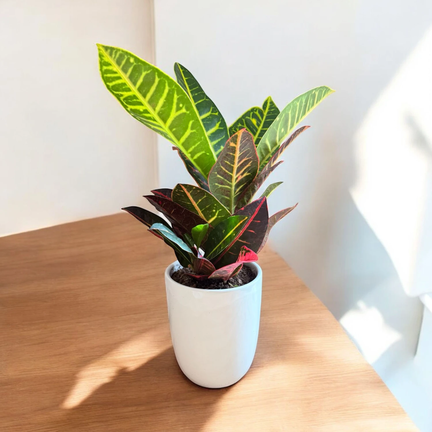 Petra Croton (Live Indoor Plant) 7 Petra Croton (Live Indoor Plant) - Image 7