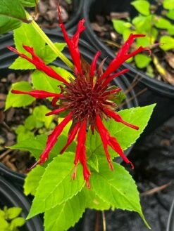 Jacob Cline Bee Balm- Drop-Dead Gorgeous Red Blooms -Pixies Gardens A1B0DFC9 C6FB 4ED3 8561 5E7BBBFF02FF